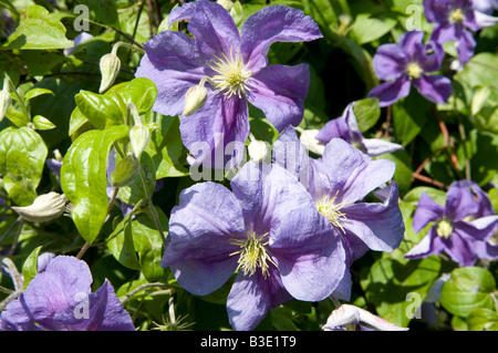 Clematis Old Man's beard `Travellers` joy Stock Photo